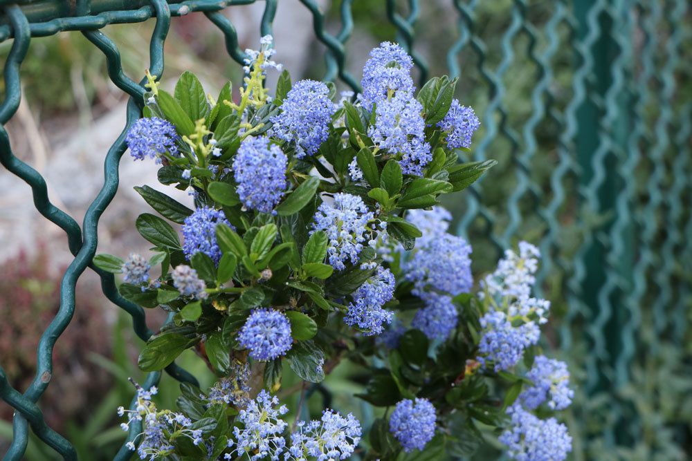 Säckelblume mit blauen Blütenständen