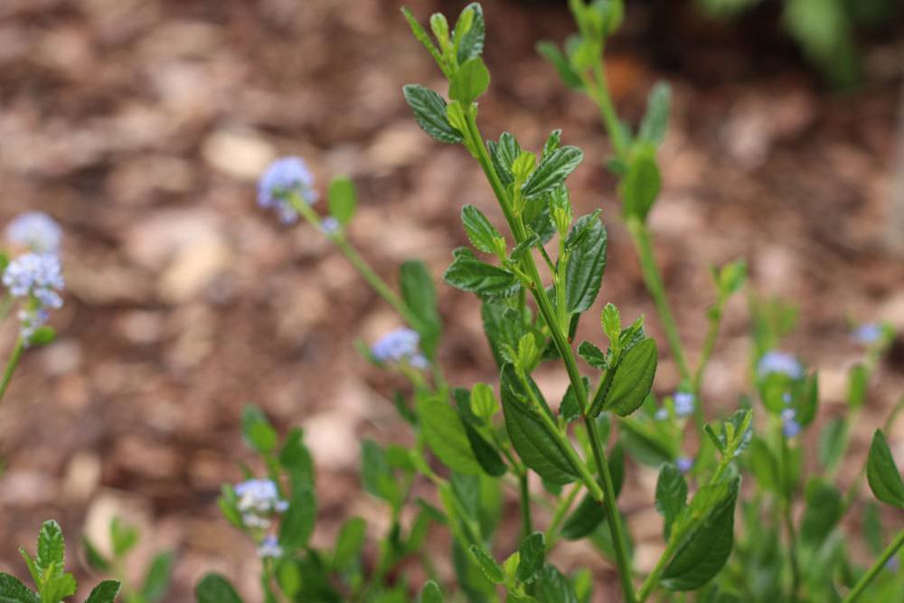 Säckelblume, Ceanothus ist nicht giftig