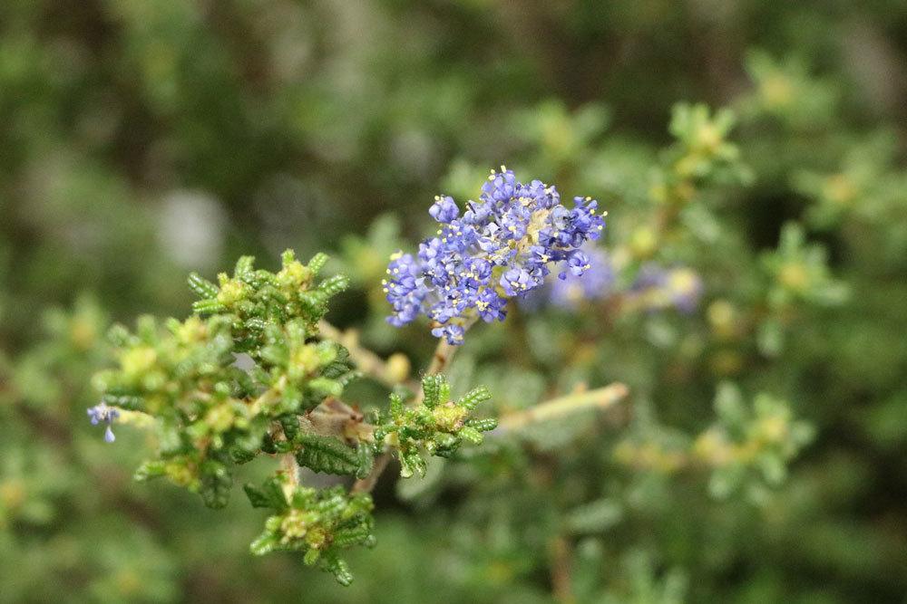 Säckelblume wird auch Kalifornischer Flieder genannt