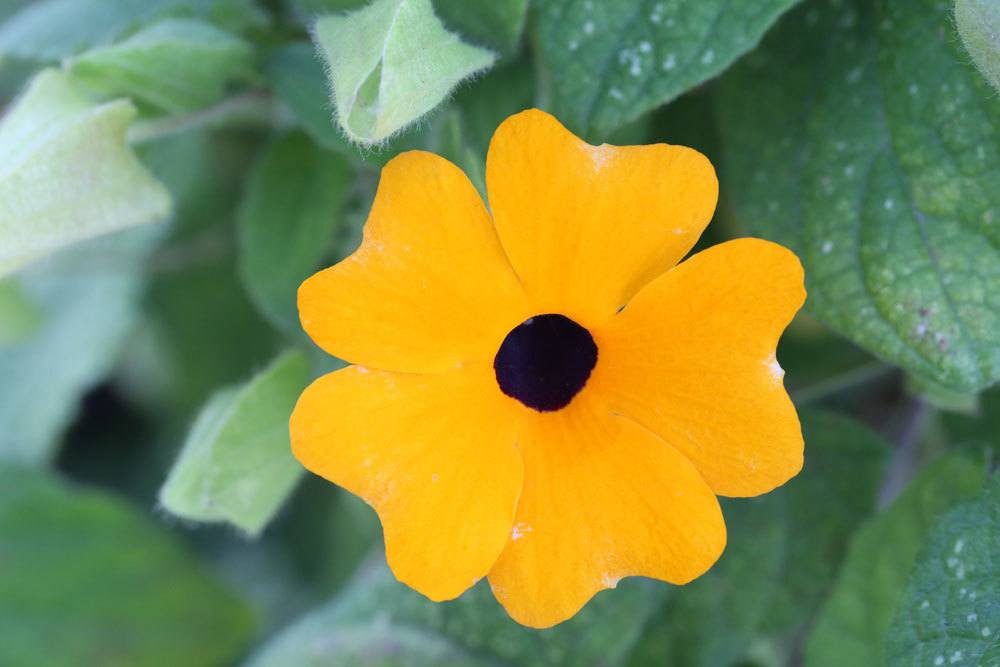 Schwarzäugige Susanne mit orangener Blütenfarbe