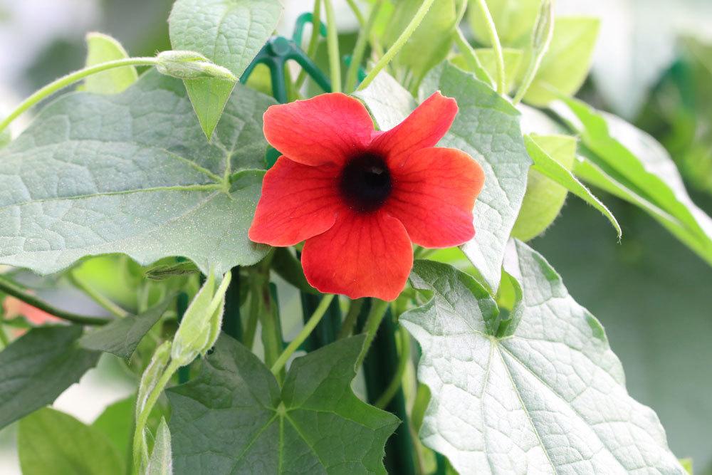 Schwarzäugige Susanne, Thunbergia alata mit roter Blüte