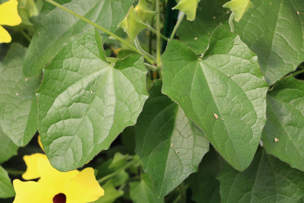 Schwarzäugige Susanne, Thunbergia alata mit saftig-grünen und dichten Blättern