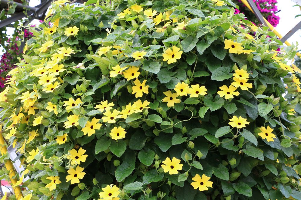 Schwarzäugige Susanne, Thunbergia alata