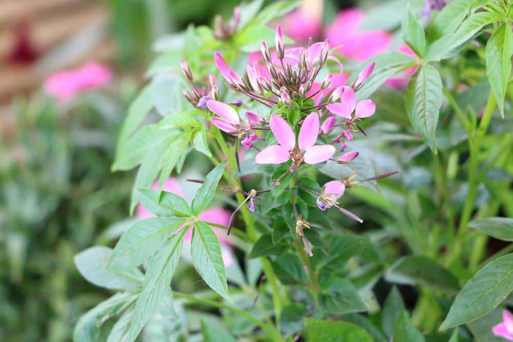 Spinnenblume ist eine giftige Pflanze