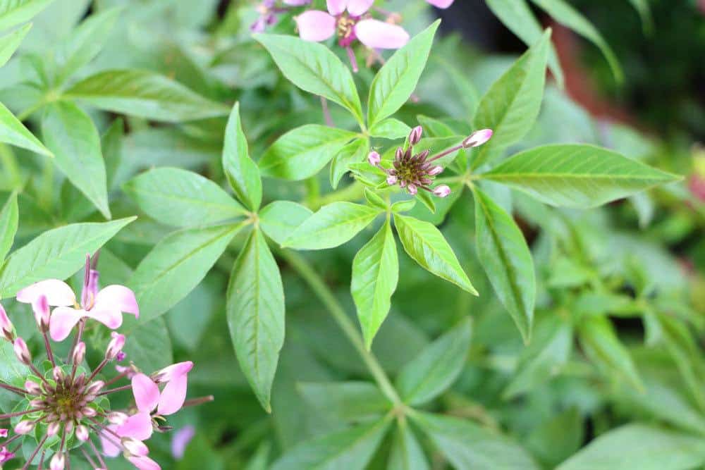 Spinnenblume, Cleome spinosa mit Blütenknospen