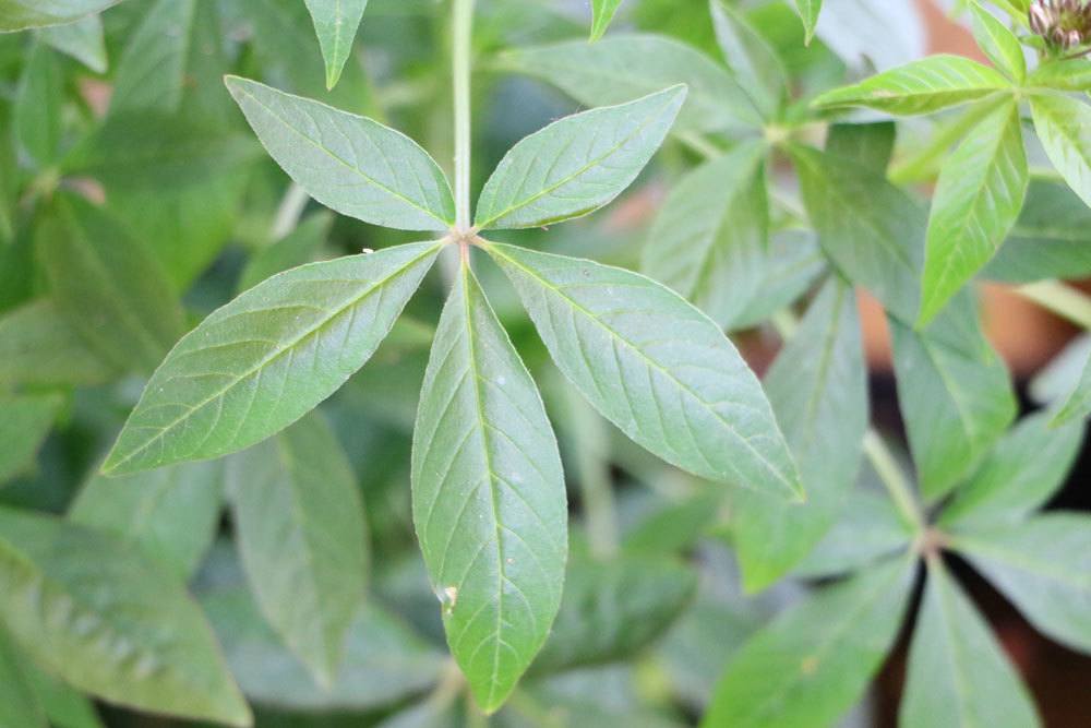 Spinnenblume mit fünfteiligen, sternenförmigen Blättern