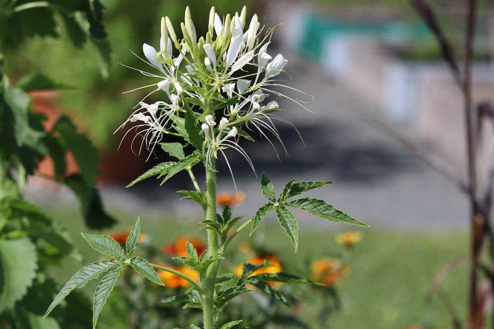 Spinnenblume mit weißen Blüten