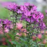 Spinnenblume, Cleome spinosa