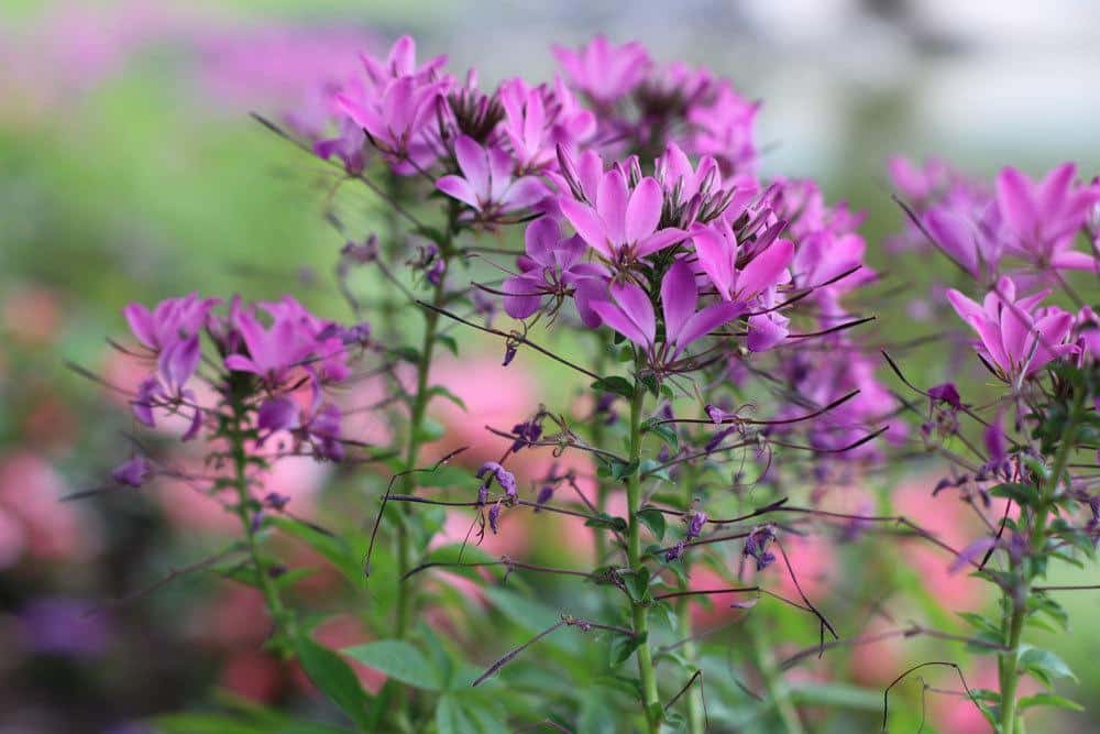 Spinnenblume, Cleome spinosa