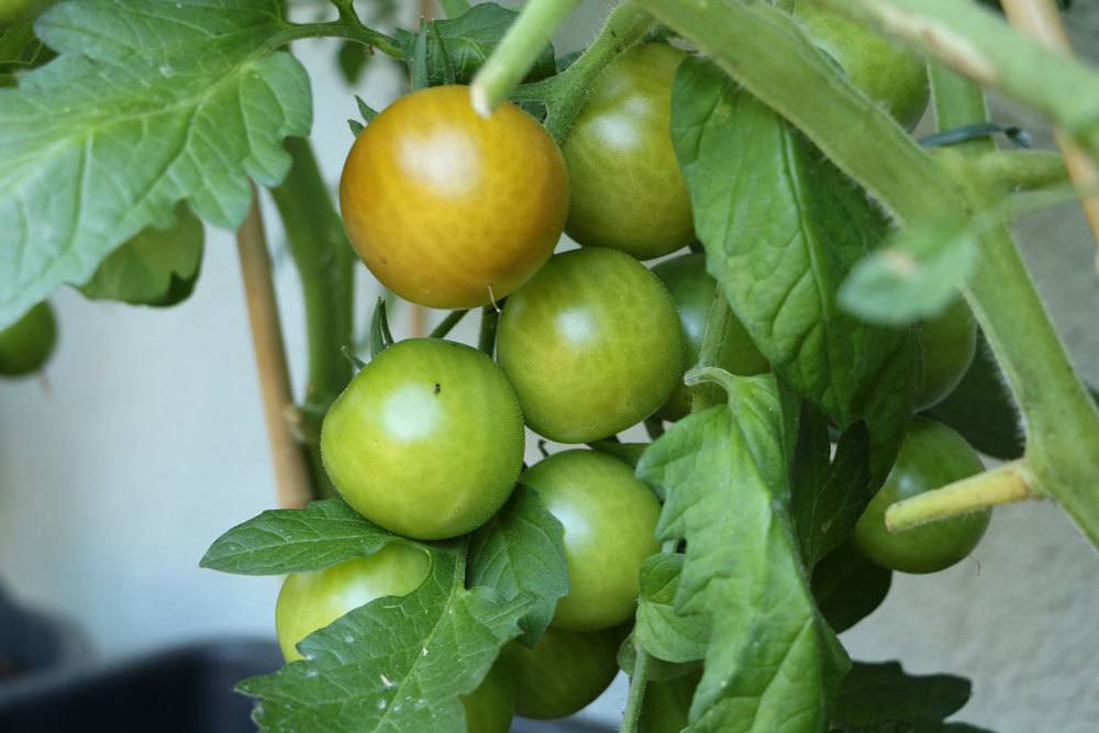 Tomaten reifen auch unreif geerntet noch nach