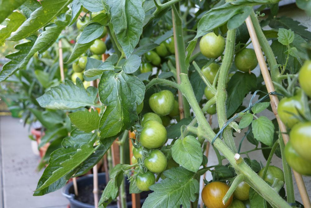 Tomatenpflanzen im Kübel