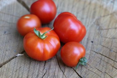 Nachtschattengewächse, Solanaceae Steckbrief, Merkmale und Arten