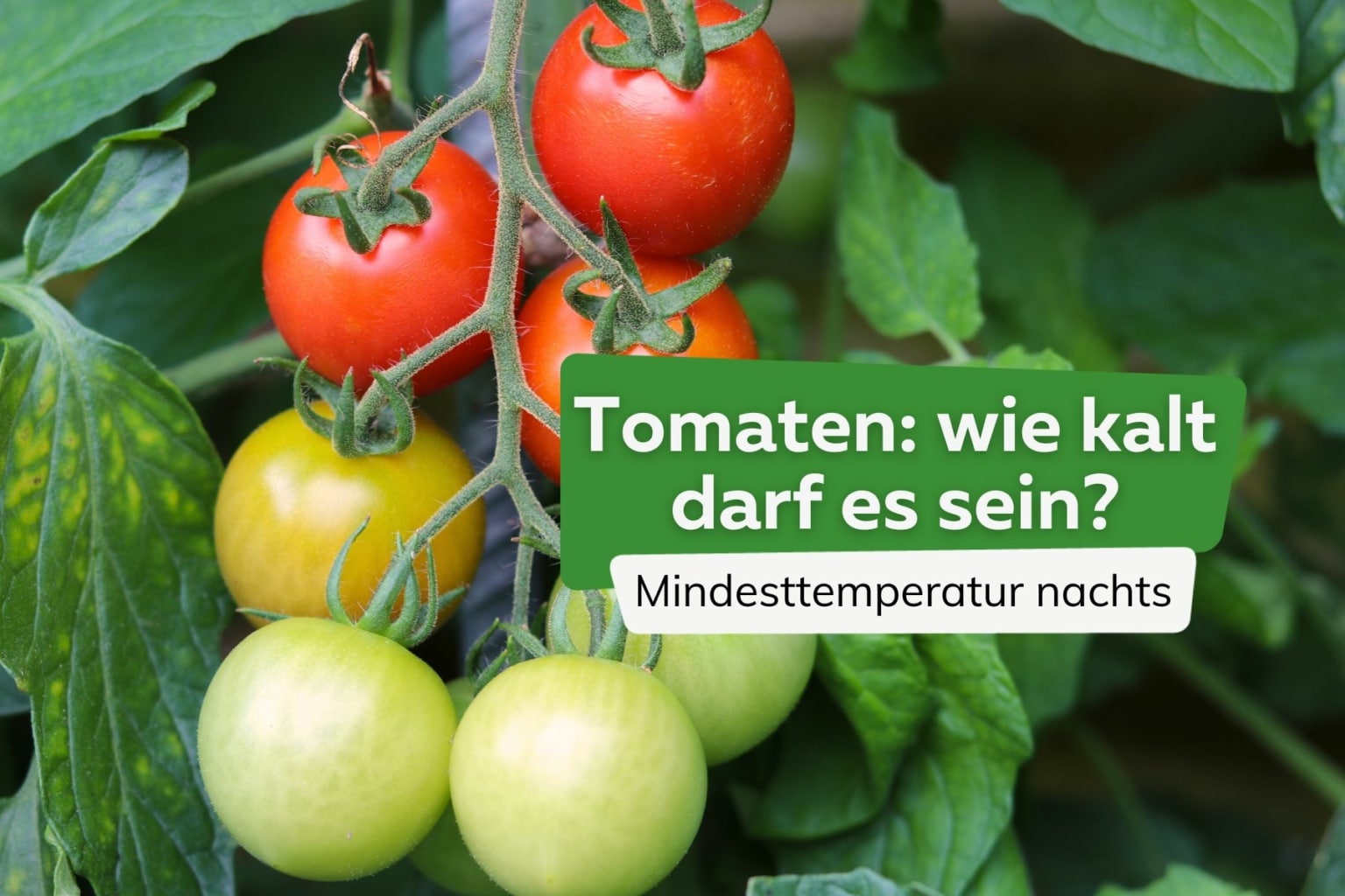 Tomaten welche Temperatur benötigen sie nachts mindestens?