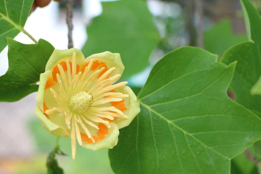 tulpengroße Blüte des Liriodendron tulipifera