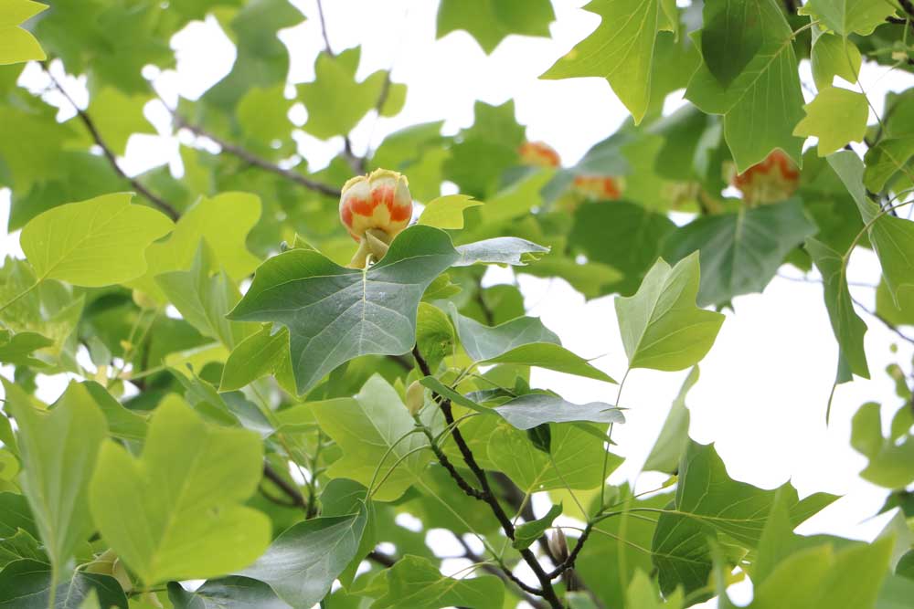 Liriodendron tulipifera mit besonders geformten Blättern