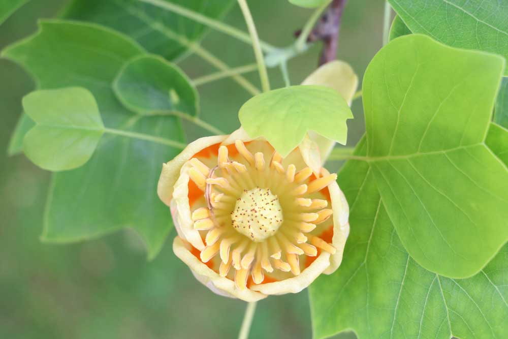 Tulpenbaum blüht von Mai bis Juni