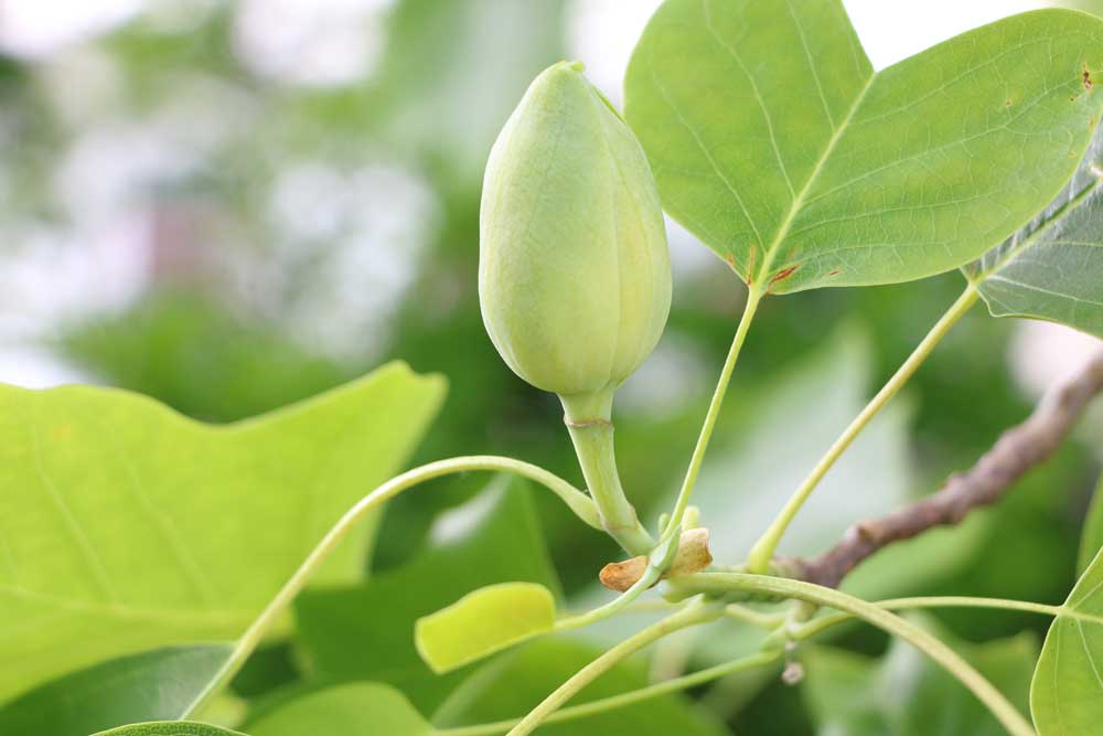 Tulpenbaum mit noch geschlossener Knospe