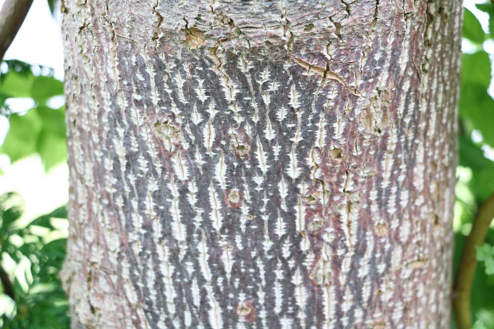 Liriodendron tulipifera - Rinde des Tulpenbaums