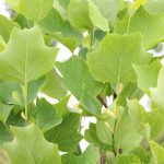 Tulpenbaum, Liriodendron tulipifera