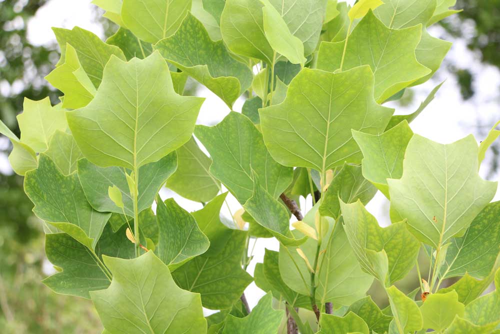 Tulpenbaum, Liriodendron tulipifera