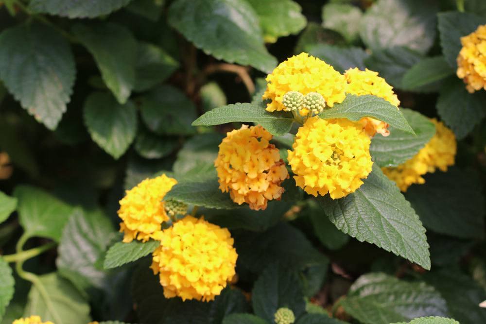 Wandelröschen, Lantana camara