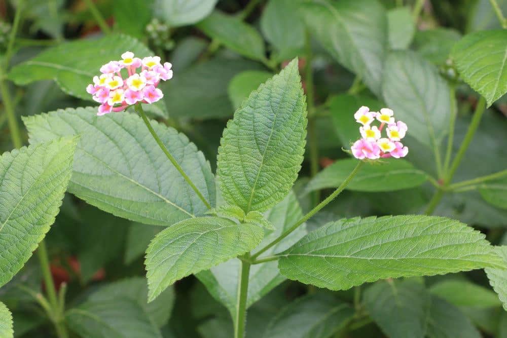 Wandelröschen, Lantana camara im Garten mit rosa-weißen Blüten