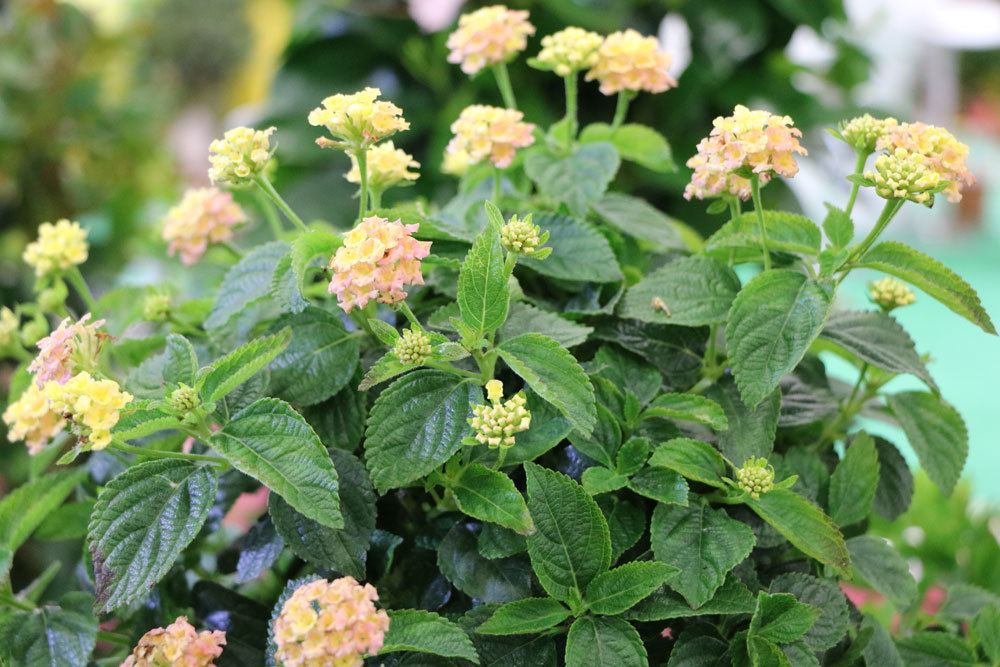 Wandelröschen, Lantana camara braucht die richtige Winterpflege