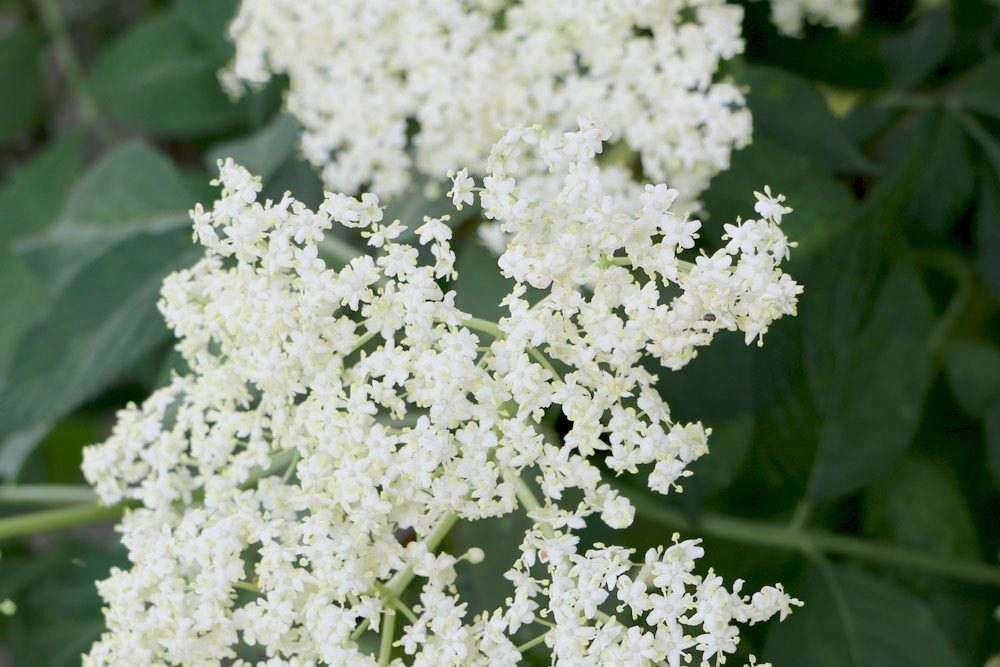 Schwarzer Holunder mit seinen vielen weißen Blüten