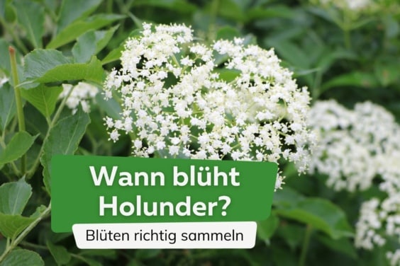 Wann blüht Holunder? Titel