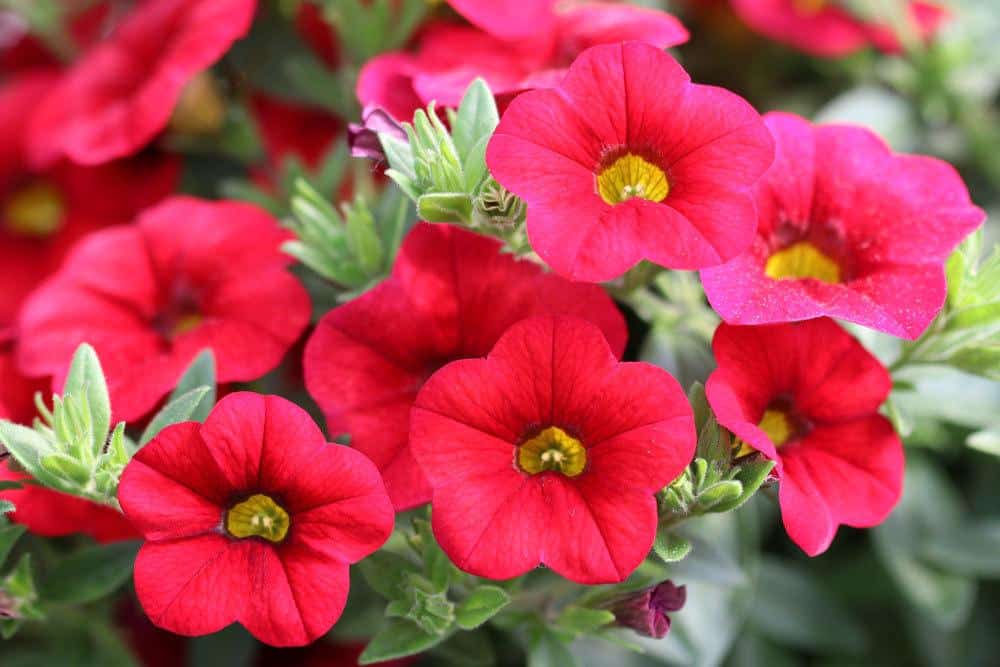 Zauberglöckchen, Calibrachoa mit farbenfrohen roten Blüten