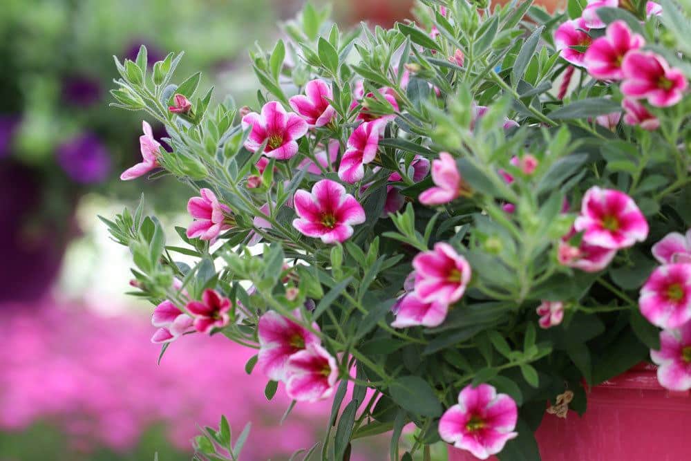 Zauberglöckchen, Mini-Petunie mit rosa-weißer Blütenfarbe