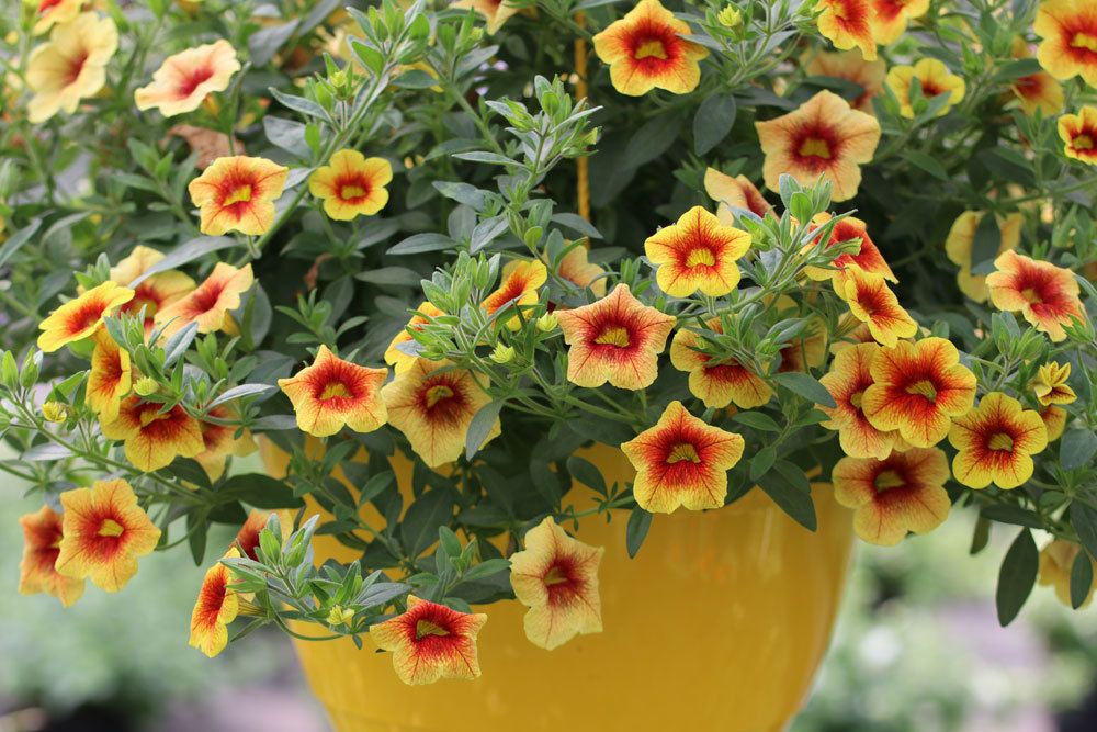 Millionbells, Calibrachoa blüht von Mai bis September