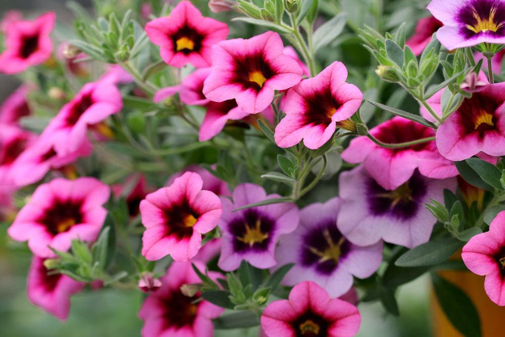 Calibrachoa ist recht anspruchslos in seiner Pflege