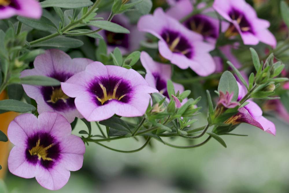 Calibrachoa mit lila Blütenfärbung