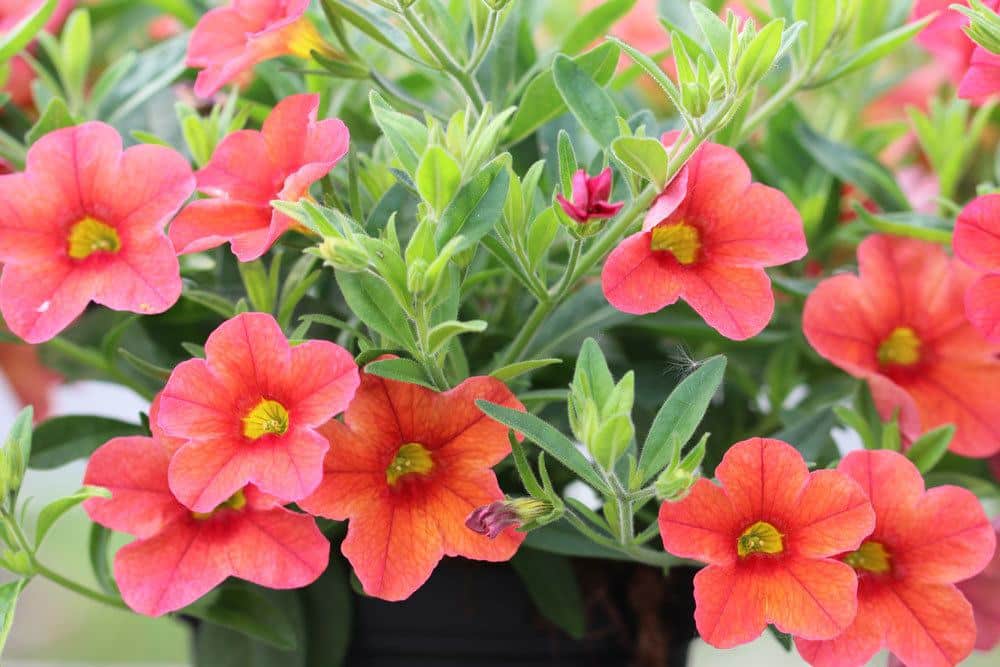 Zauberglöckchen, Calibrachoa wächst bis zu 60 Zentimeter hoch