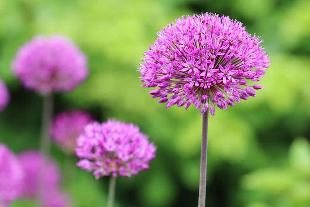 Zierlauch, Allium wächst bis zu 180 Zentimeter hoch