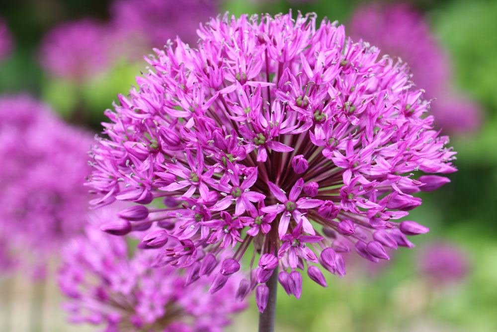 Zierlauch, Allium mit vielen kleinen Blüten, die eine Kugel bilden