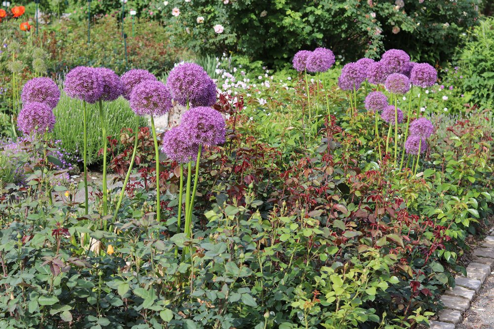 Zierlauch im Gartenbeet