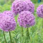 Zierlauch, Allium