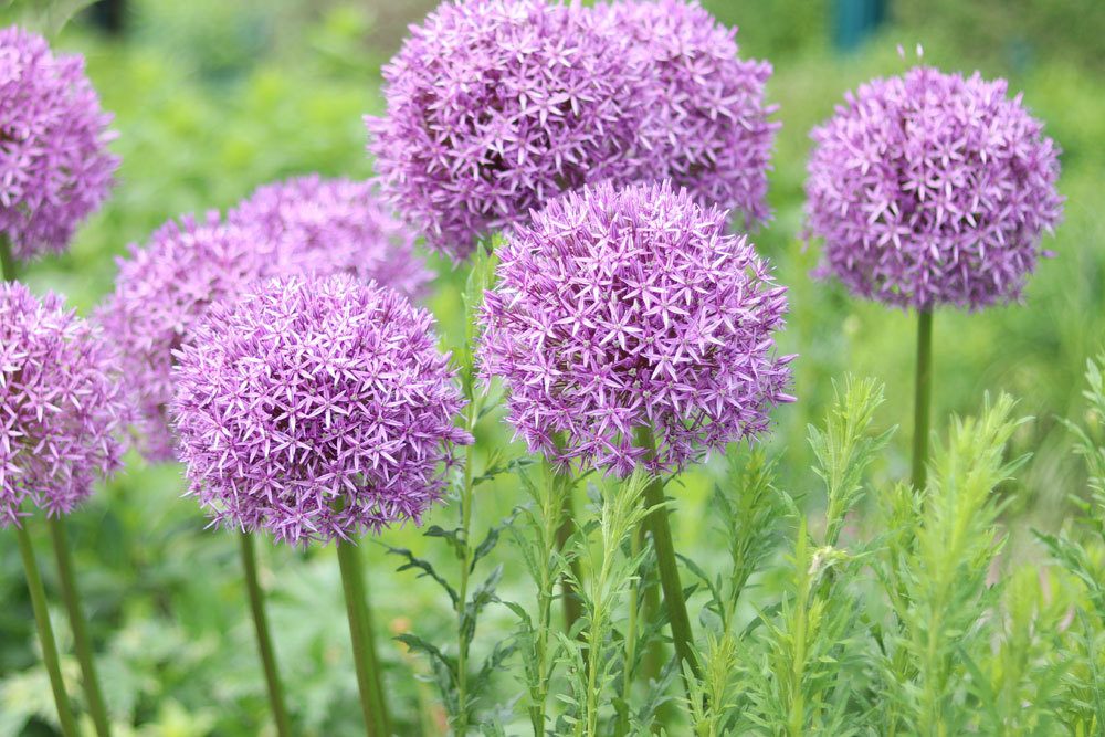 Zierlauch, Allium