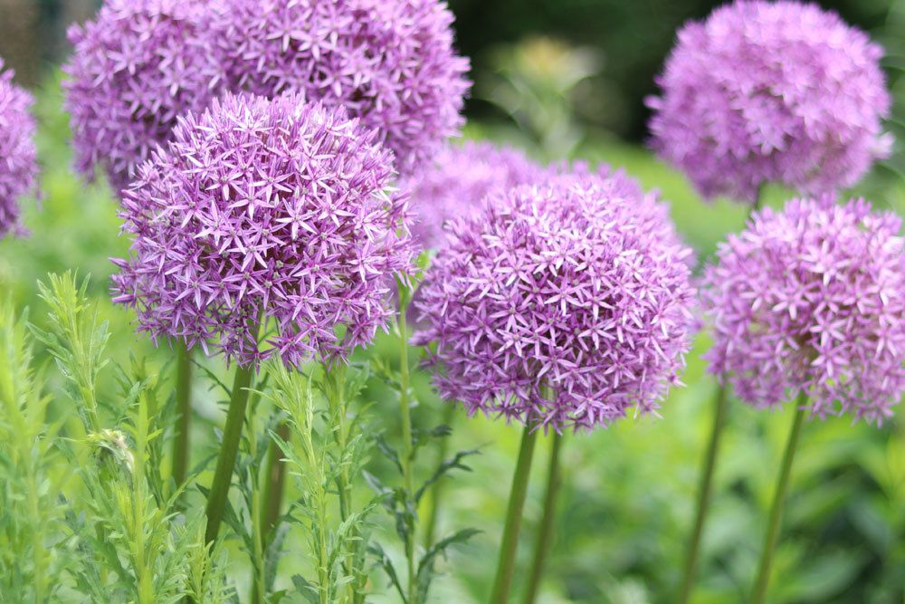 Zierlauch, Allium mit violetten Blütenkugeln