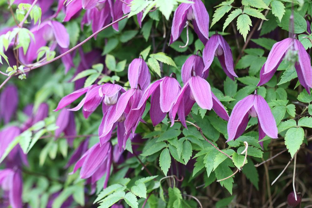 Alpen-Waldrebe mit violetten Blüten