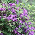 Alpen-Waldrebe, Clematis alpina Tage Lundell