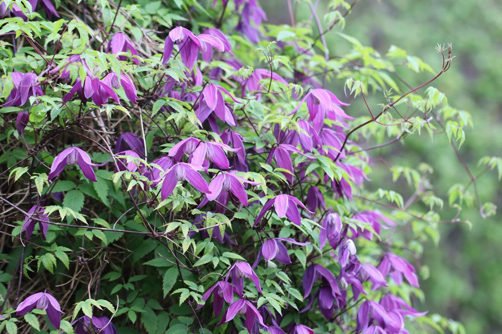 Alpen-Waldrebe, Clematis alpina Tage Lundell