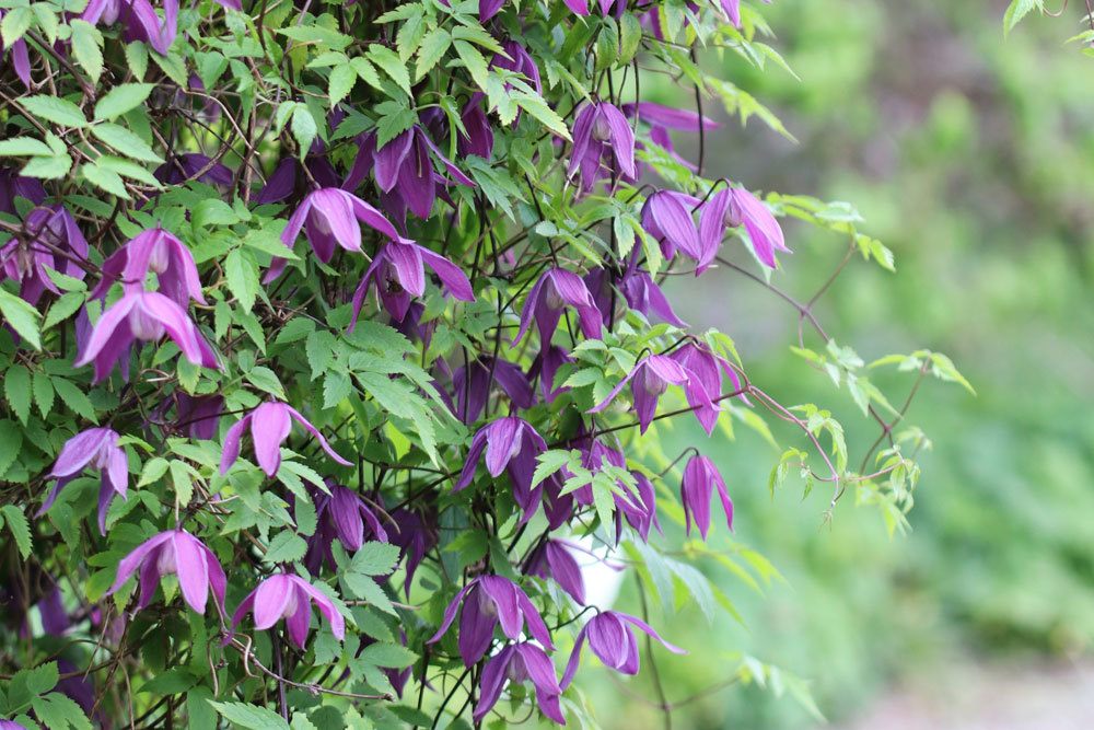 Clematis alpina Tage Lundell ist eine Kletterpflanze