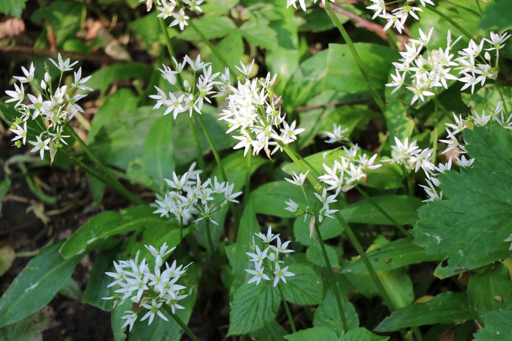 Bärlauchblüten mit weißen Blütendolden