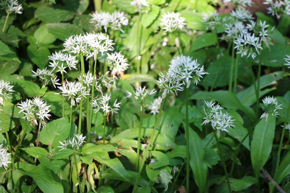 Bärlauchblüten mit weißer Blütenfarbe