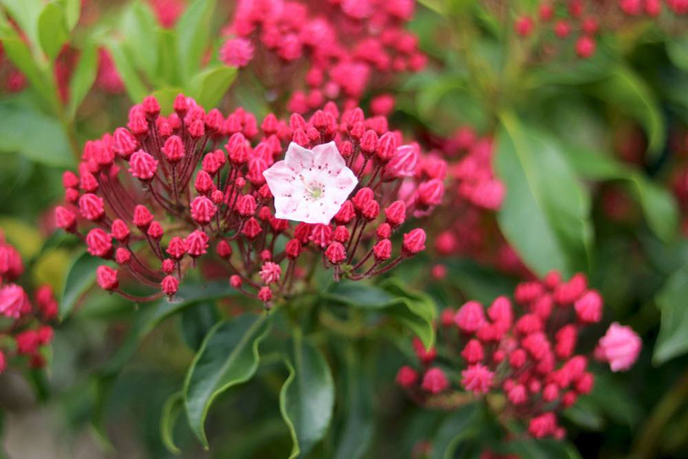 Kalmia latifolia ist giftig in seinen Pflanzenteilen