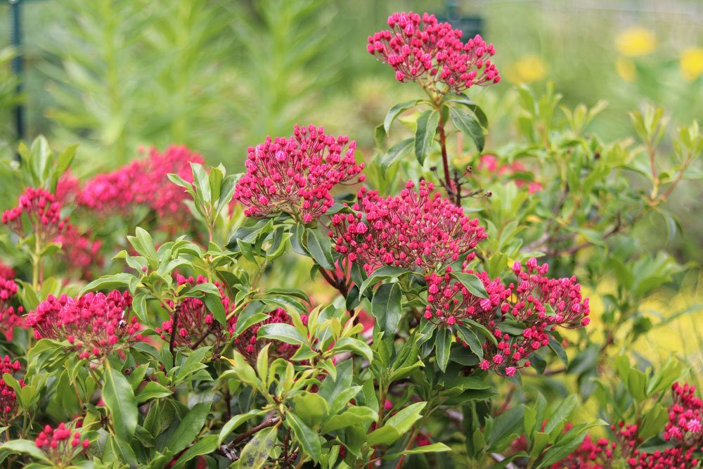 Berglorbeer mit roter Blütenfarbe