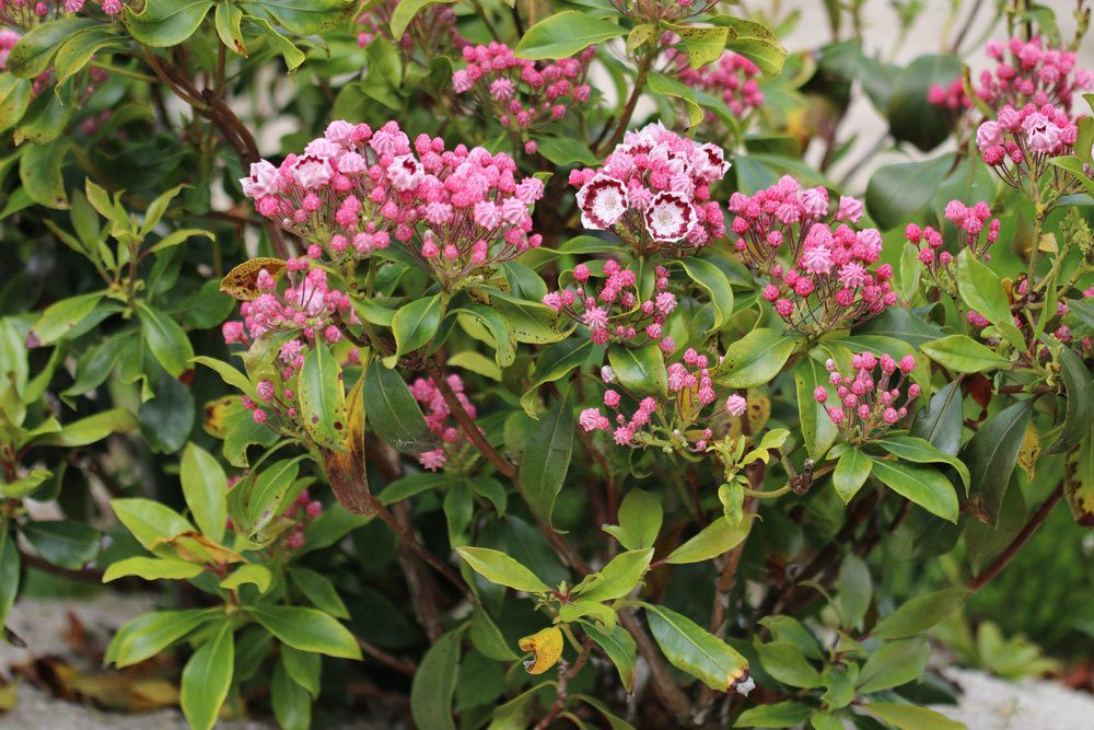 Kalmia latifolia blüht von April bis Juni